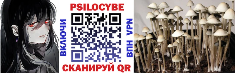 Псилоцибиновые грибы Psilocybe  Купить где  Дмитровск 